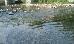 清清河流 清清河流